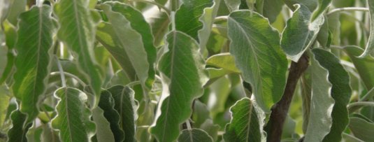 Gekruld blad bij een Gieser Wildeman stoofperenboom