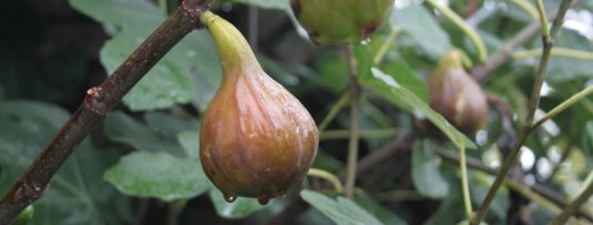 Fruitbomen die goed tegen droogte kunnen