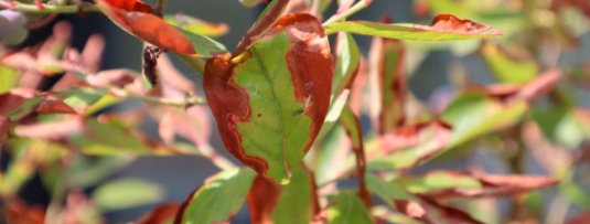 Bruine randen bij fruitbomen- en struiken door bladverbranding