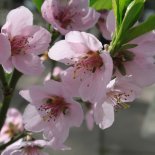 Bloesem van Dwergperzik 'Yellow Peach'