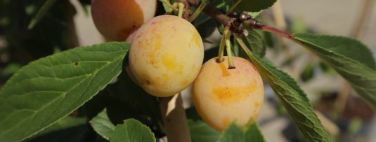 De 3 makkelijkste zelfbestuivende pruimenbomen voor in de tuin