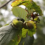 Fruit van Hazelnootstruiken