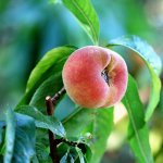 Donut peaches and nectarines