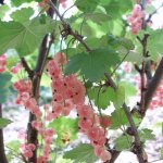 Pink currants