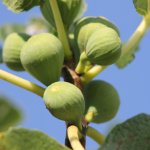 Fig trees and bushes