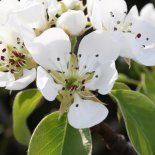 Bloesem van Hand- en stoofperenbomen