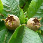 Medlar