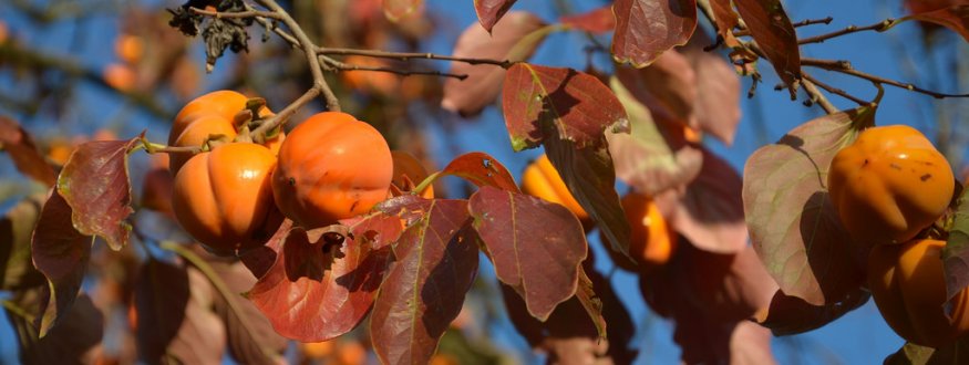 Bijzondere Fruitplanten