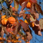 Bijzondere Fruitplanten