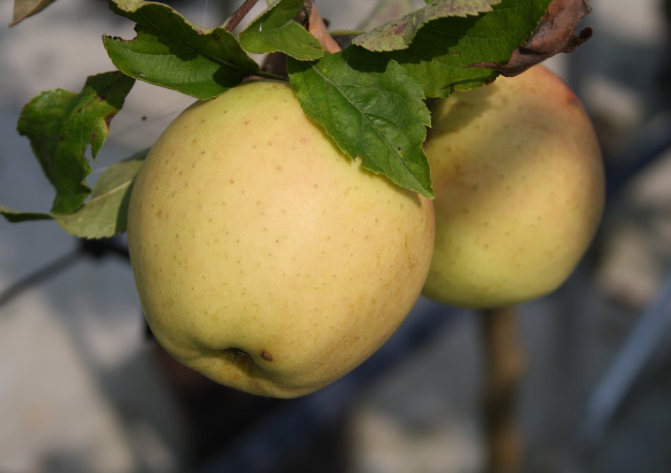 Appel 'Golden Delicious'