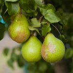 Eating and cooking pears