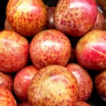 Stone fruit hybrids