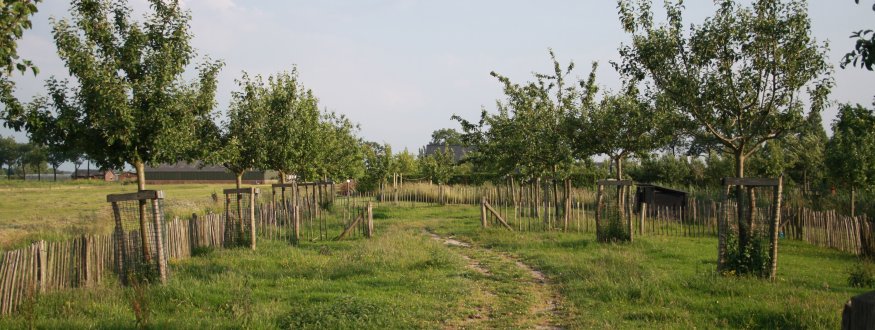 Fruitbomen in laagstam (struik), halfstam en hoogstam