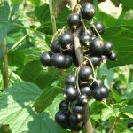 Black currants