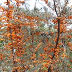 Sea buckthorn bushes