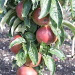 Columnar fruit trees