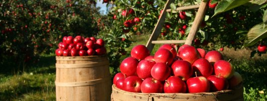 Waarop moet ik letten bij mijn eerste fruittuin?