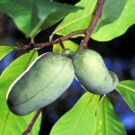 Pawpaw trees