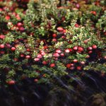 Cranberry bushes