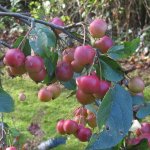 Crab apples