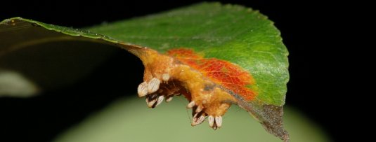 Perenroest herkennen en bestrijden